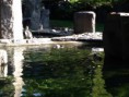 /album/zoo-/img-1919-640x480-jpg/